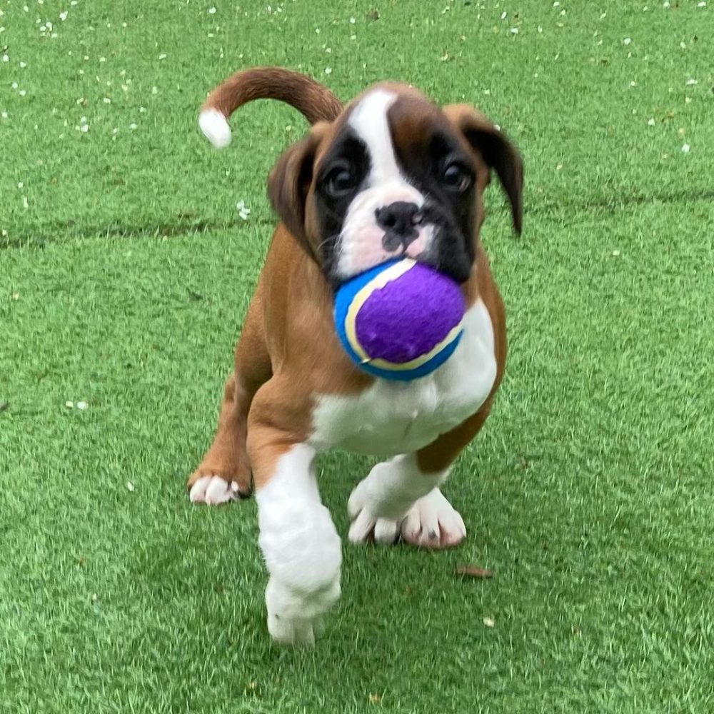 Bruno (3)