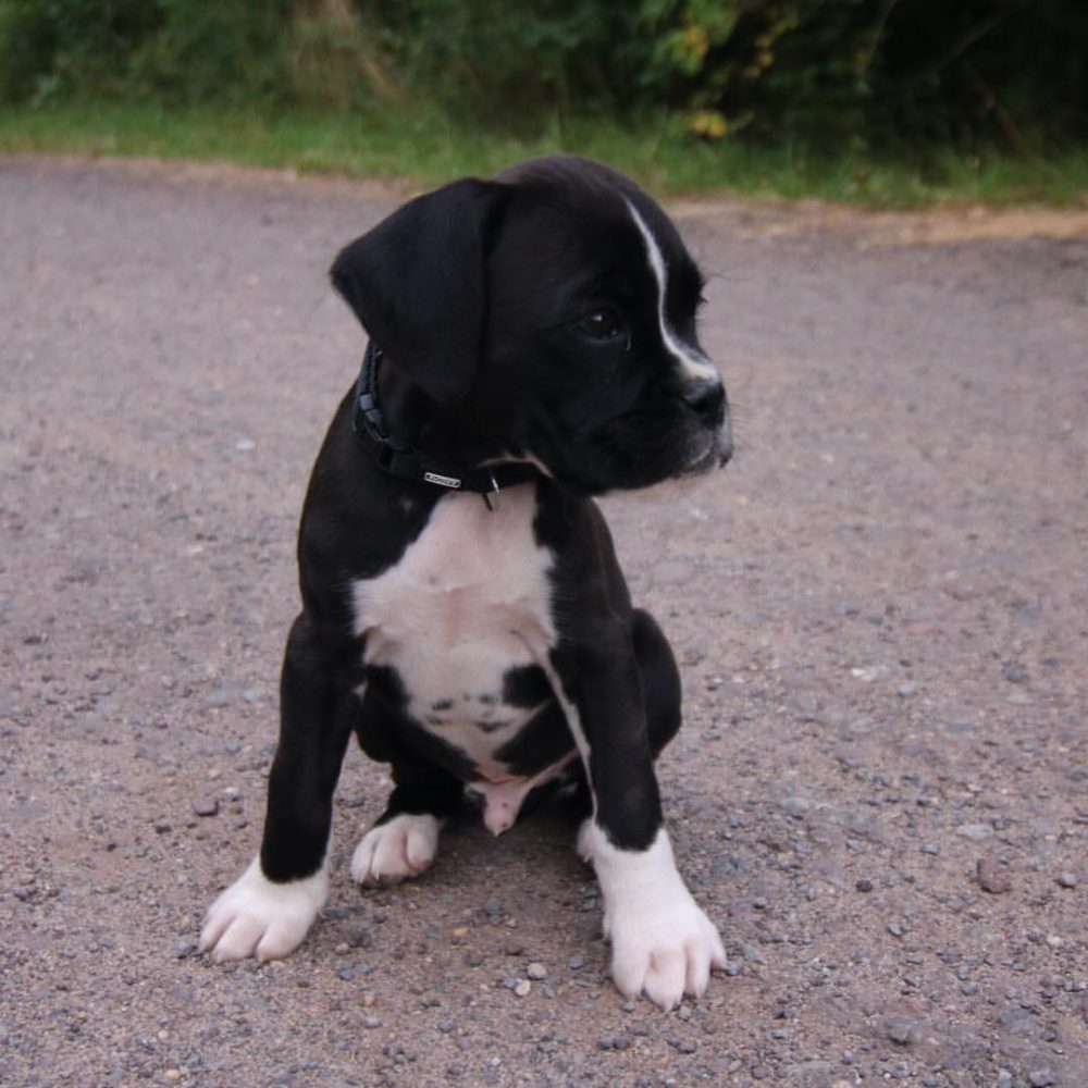Rocky (1)