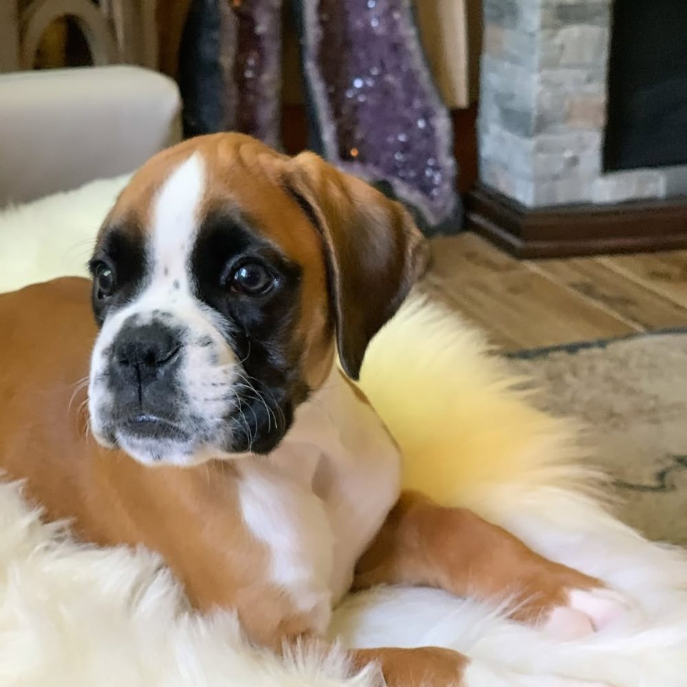 Roxy (3)
