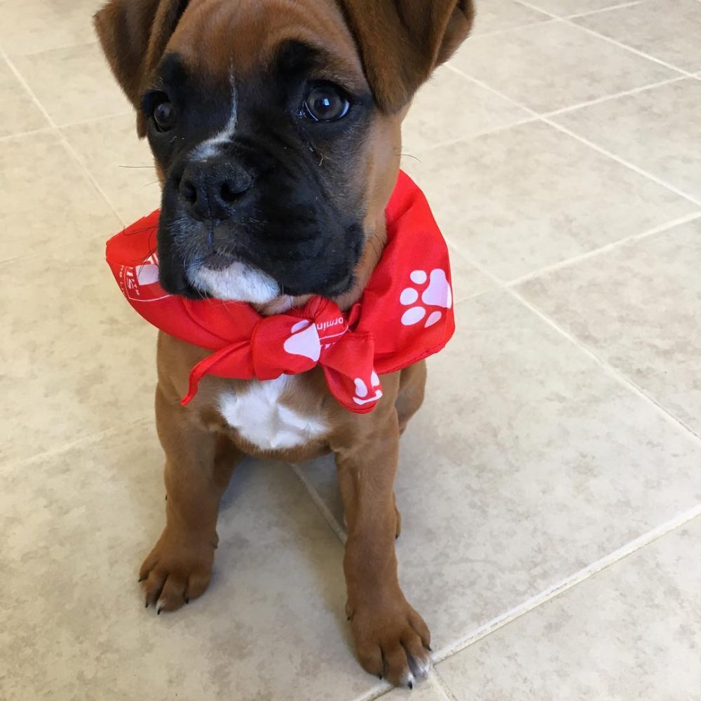 Ruby (2)